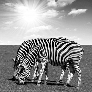 Рисунок-1948